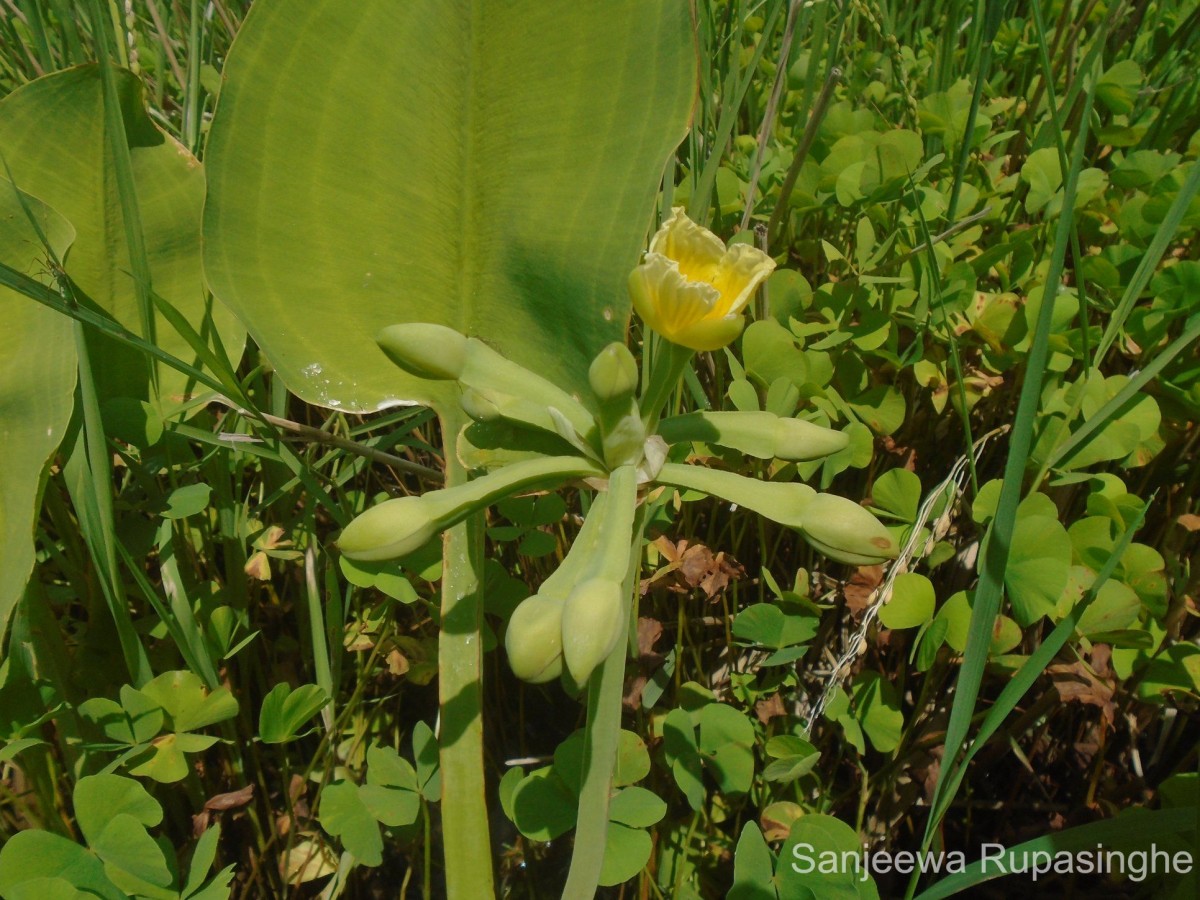 Limnocharis flava (L.) Buchenau